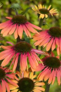 echinacea purp. summer cocktail 