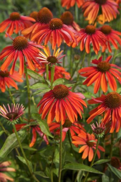 echinacea purpurea summer fire 