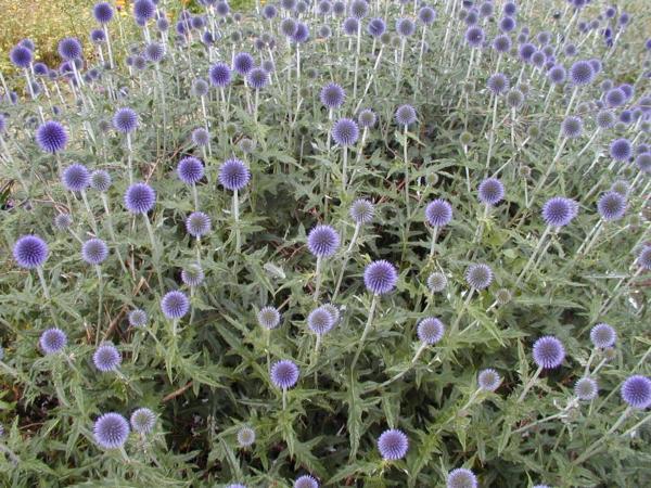 echinops ritro