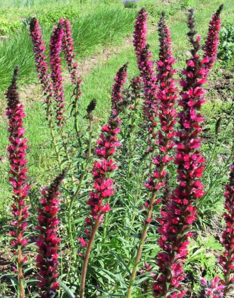 echium russicum 