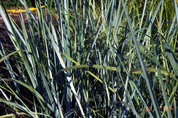 elymus arenarius