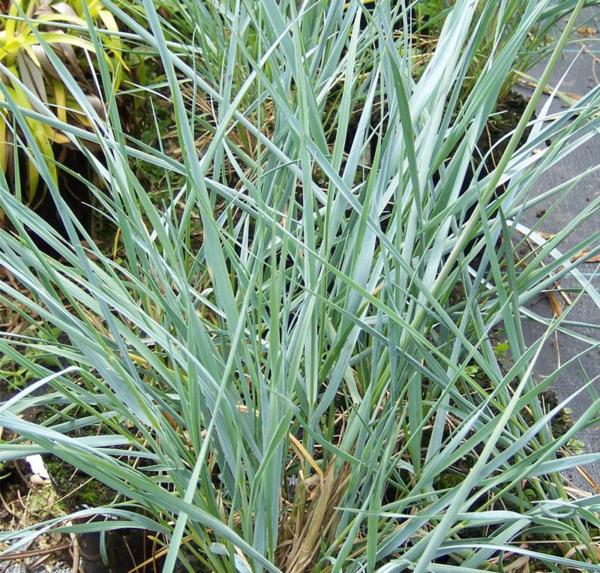 elymus magellanicus 