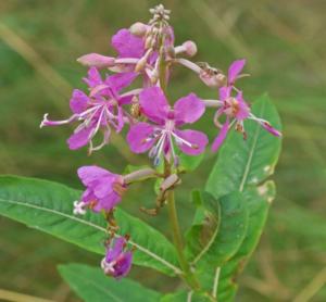 epilobium angustifolium