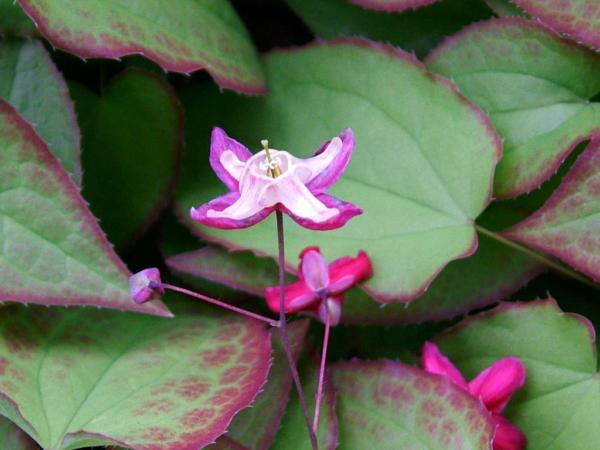 epimedium rubrum