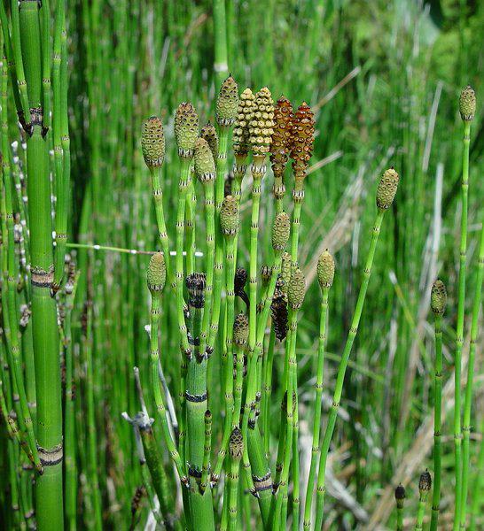 equisetum hyemale