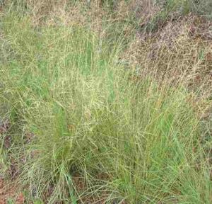 eragrostis curvula