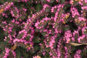 erica darleyensis