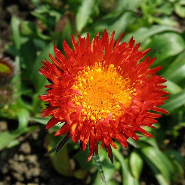 erigeron aurantiacus