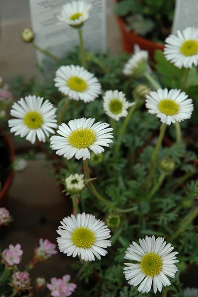 erigeron compositus discoideus