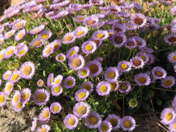 erigeron glaucus