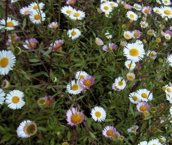 erigeron karvinskianus alveolo