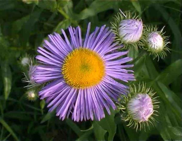 erigeron speciosus grandiflorus