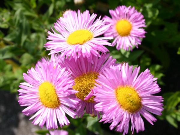 erigeron speciosus rosa juwel