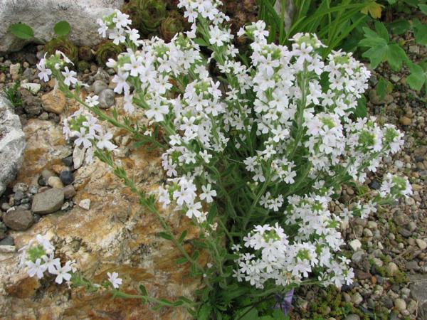 erinus alpinus albus