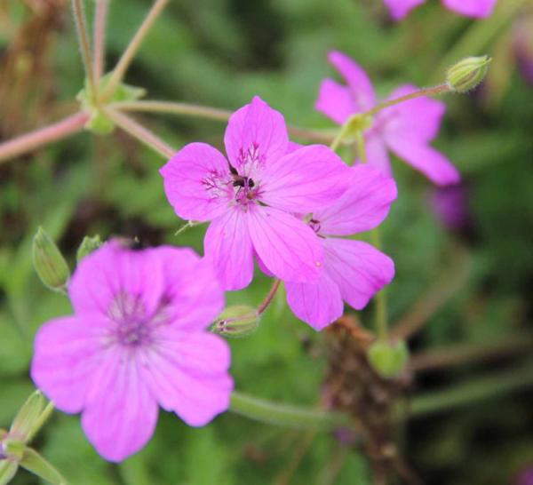 erodium manescavii