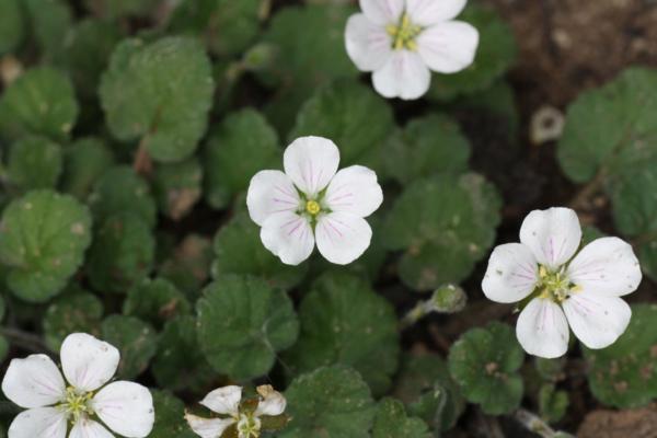 erodium reichardii album 