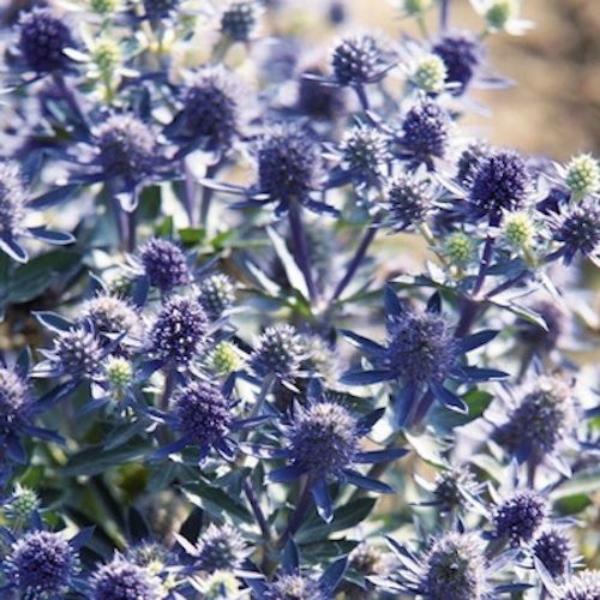 eryngium planum blue glitter 