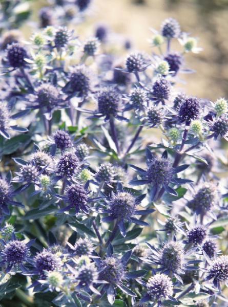 eryngium planum blue hobbit