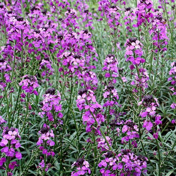 erysimum bowles mauve