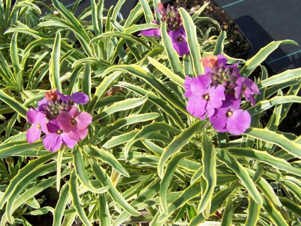 erysimum linifolium variegatum