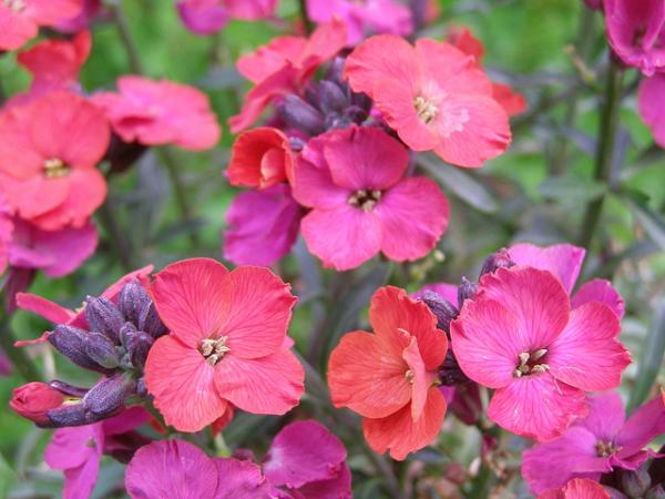 erysimum red jep