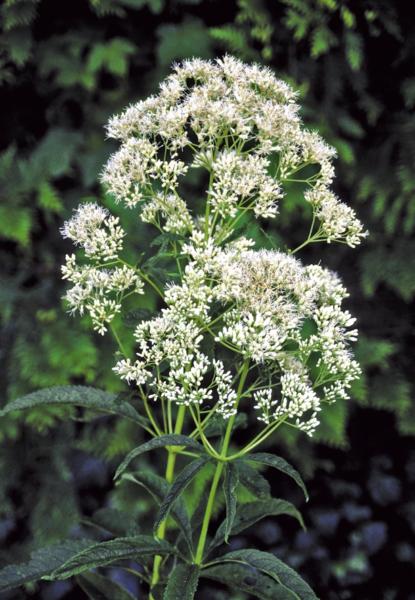 eupatorium albidum ivory towers 