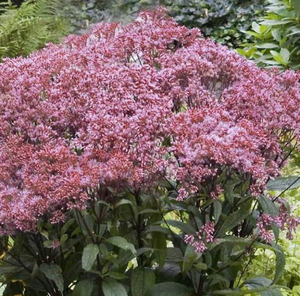 eupatorium dubium baby joe