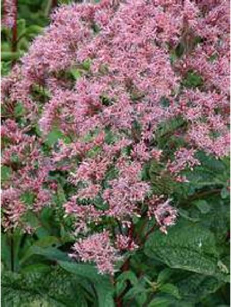 eupatorium maculatum purpureum 