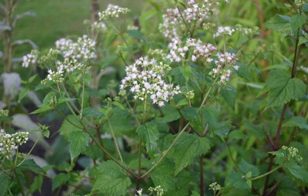 eupatorium rugosum