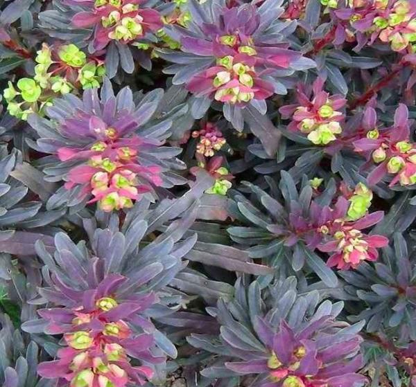 euphorbia amygdaloides purpurea