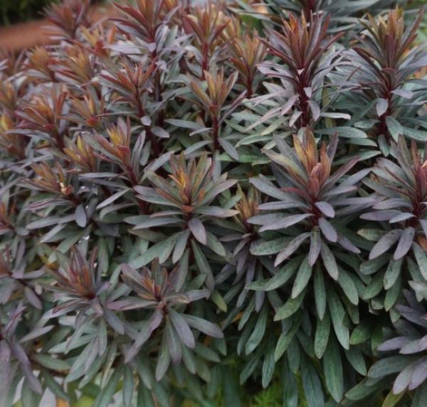 euphorbia blackbird