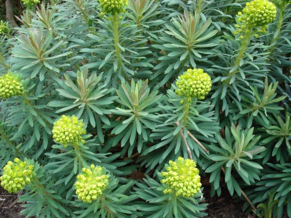 euphorbia characias wulfenii