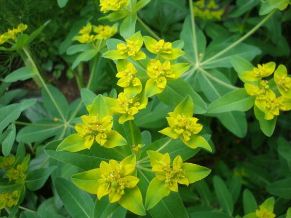 euphorbia coralloides