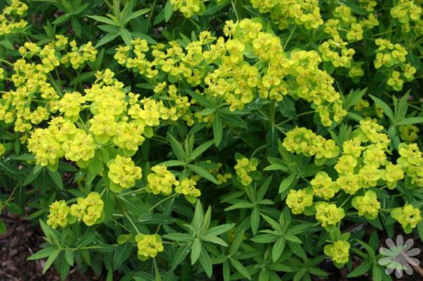 euphorbia palustris