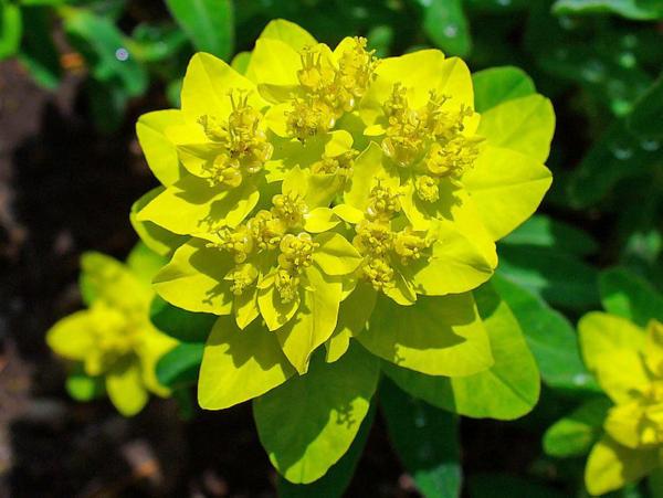 euphorbia polychroma