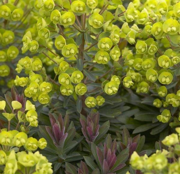 euphorbia redwing