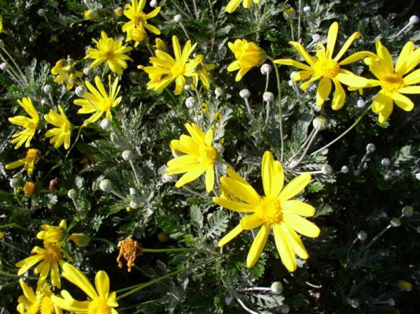 euryops pectinatus 