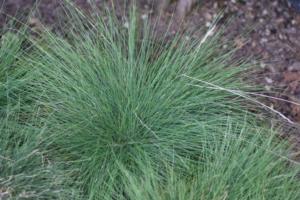 festuca amethystina