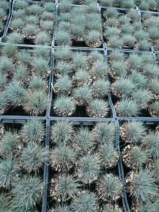 festuca glauca