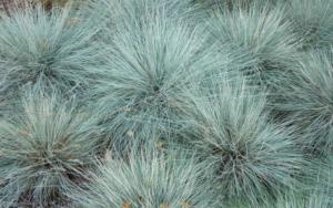 festuca glauca elijah blue 