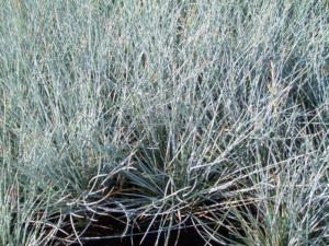 festuca glauca utche 