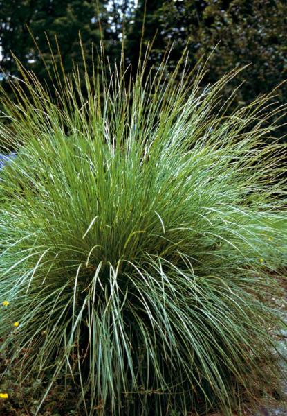 festuca mairei