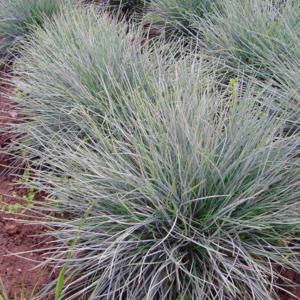 festuca punctoria