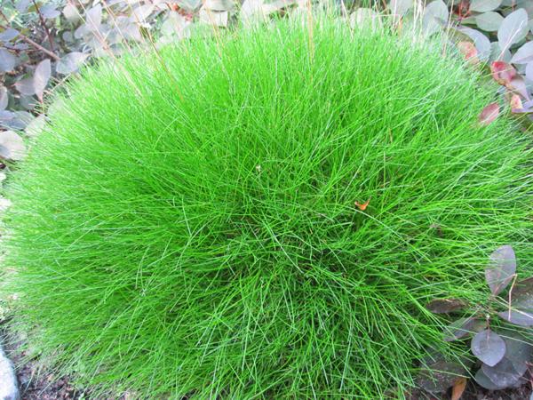 festuca scoparia