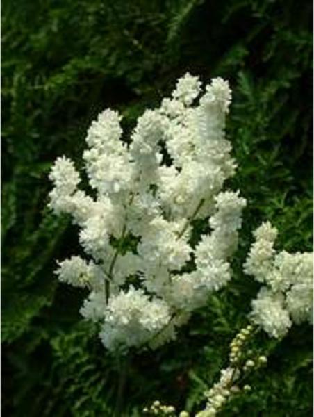 filipendula vulgaris