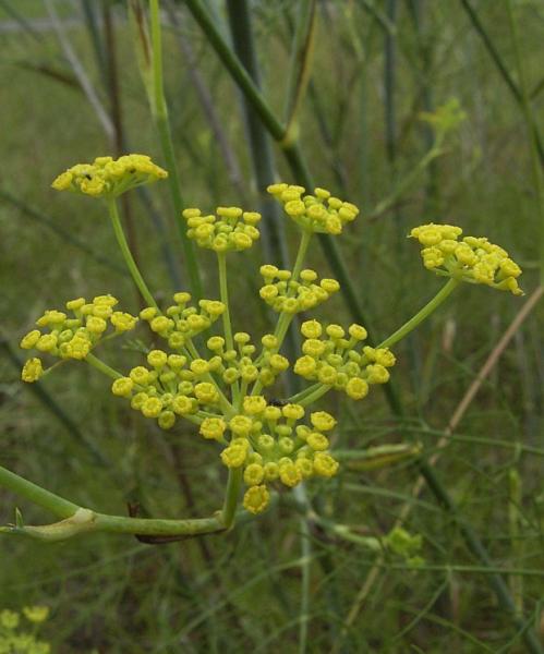 foeniculum vulgare