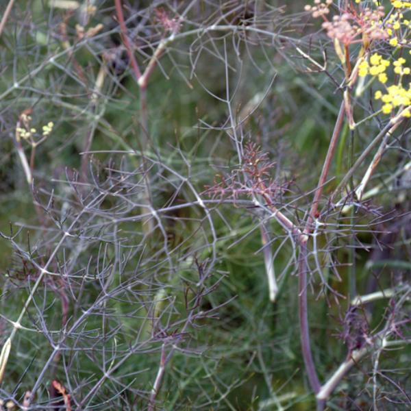 foeniculum vulgare purpureum