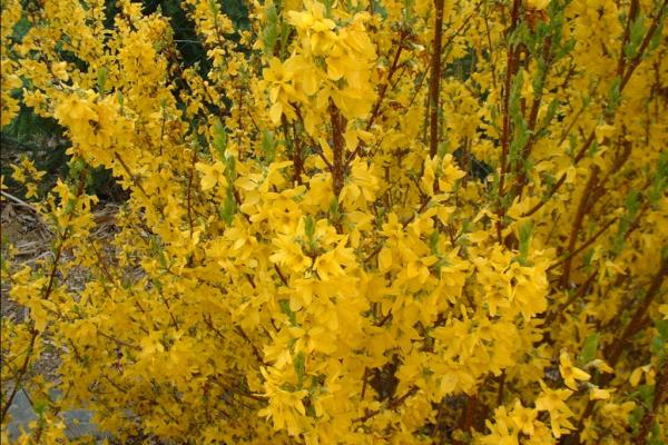 forsythia intermedia spectabilis