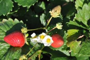 fragaria eliana