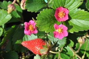 fragaria pernilla